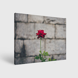 Холст прямоугольный Роза на фоне серой стены, цвет: 3D-принт