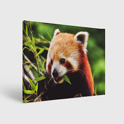 Холст прямоугольный Красная милая панда, цвет: 3D-принт