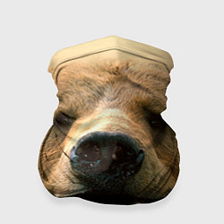 Бандана-труба Взгляд медведя, цвет: 3D-принт