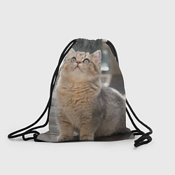 Рюкзак-мешок Британская короткошёрстная кошка смотрит вверх, цвет: 3D-принт