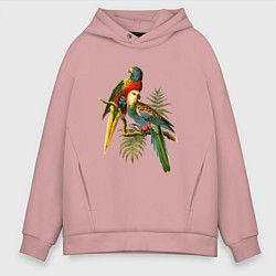 Толстовка оверсайз мужская Тропические попугаи, цвет: пыльно-розовый