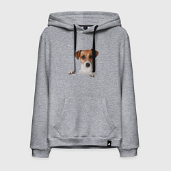 Толстовка-худи хлопковая мужская Собака, цвет: меланж