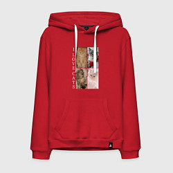 Толстовка-худи хлопковая мужская I LOVE CATS Я ЛЮБЛЮ КОШЕК, цвет: красный