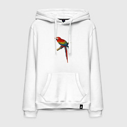 Толстовка-худи хлопковая мужская Попугай ara macaw, цвет: белый