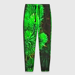 Мужские брюки Зелёная ель