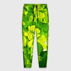 Брюки на резинке мужские Зелёные листья, цвет: 3D-принт