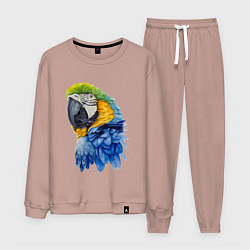 Костюм хлопковый мужской Сине-золотой попугай ара, цвет: пыльно-розовый