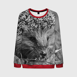 Свитшот мужской Взгляд ёжика, цвет: 3D-красный