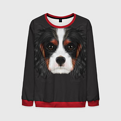 Мужской свитшот Cavalier King Charles