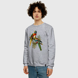Свитшот хлопковый мужской Тропические попугаи, цвет: меланж — фото 2