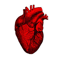 Свитшот хлопковый мужской Сердце анатомическое, цвет: белый — фото 2
