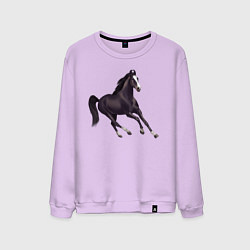 Свитшот хлопковый мужской Марварская лошадь, цвет: лаванда