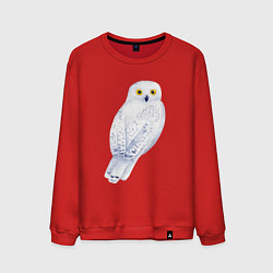 Свитшот хлопковый мужской Белая полярная сова, цвет: красный