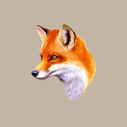 Свитшот хлопковый мужской Лисичка красавица, цвет: миндальный — фото 2