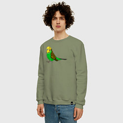 Свитшот хлопковый мужской Красивый попугайчик, цвет: авокадо — фото 2