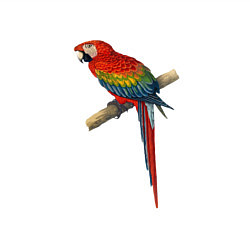 Свитшот хлопковый мужской Попугай ara macaw, цвет: белый — фото 2