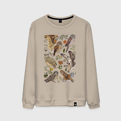 Мужской свитшот Разные совы и цветы