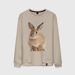 Мужской свитшот Бежевый кролик
