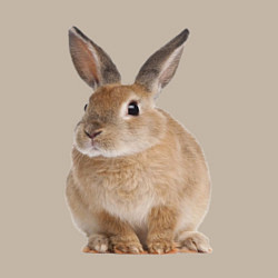 Свитшот хлопковый мужской Бежевый кролик, цвет: миндальный — фото 2