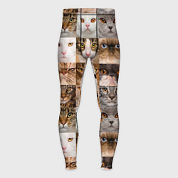 Мужские тайтсы Pedigreed cats