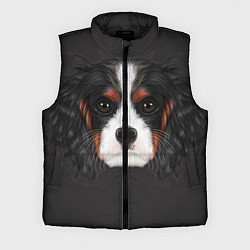 Мужской жилет Cavalier King Charles