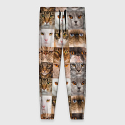 Брюки женские Pedigreed cats, цвет: 3D-принт