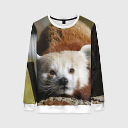 Женский свитшот Красная панда ждёт